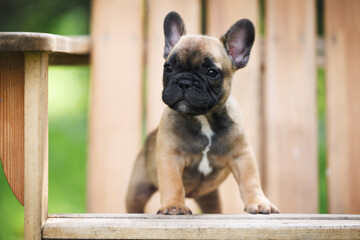 french bulldog puppy standing on a wooden chair outdoors