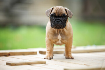 Obraz premium cute french bulldog puppy with floppy ears standing outdoors in summer