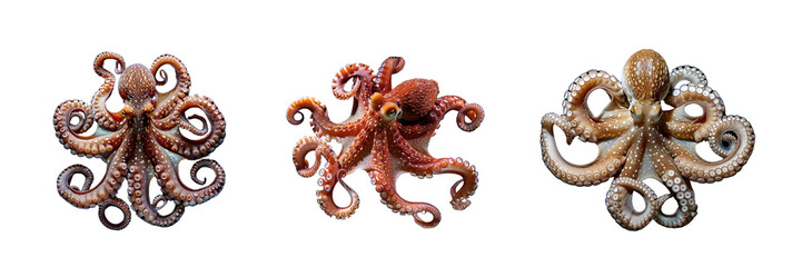 Fototapeta premium Set of Octopus isolated on a transparent background