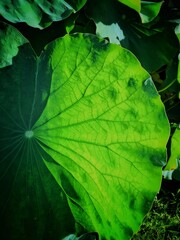 green leaf background
