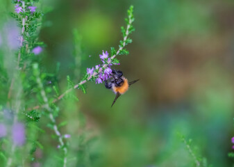 Bumblebee Collecting Nectar from a Heather Blossom