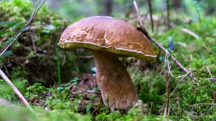 King Bolete Mushroom Standing Proud in the Forest