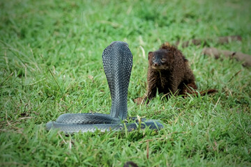 Obraz premium Javan Mongoose or Small asian mongoose (Herpestes javanicus) fighting with Javanese cobra