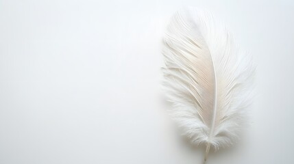 Obraz premium Single white feather, delicate texture, soft and fluffy, pure white background, copy space for text, minimalist composition, high resolution, macro photography.