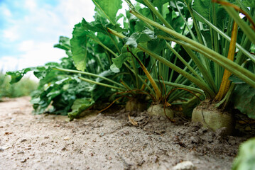 Sugar beet plants growing in field in summer. Harvesting.