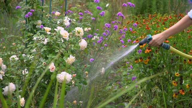 Close up of garden water hose. Woman gardener watering plants with hose pipe in summer garden. Taking care of blooming flowers. Gardening chores