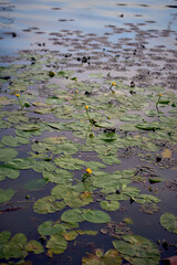 the couple in love kayaking on the river at sunset