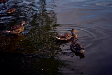 the wild ducks on the river at sunset