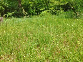 Lawn with grass close view background. Meadow natural wallpaper