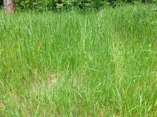 Obraz premium Lawn with grass close view background. Meadow natural wallpaper