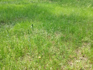 Lawn with grass close view background. Meadow natural wallpaper