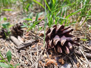 Pine cone close view nature background. Pine forest