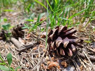 Pine cone close view nature background. Pine forest