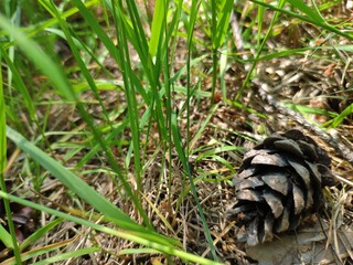 Pine cone close view nature background. Pine forest