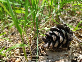 Pine cone close view nature background. Pine forest