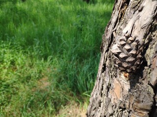 Pine cone close view nature background. Pine forest