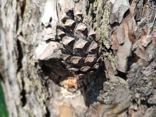 Pine cone close view nature background. Pine forest