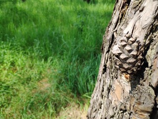 Fototapeta premium Pine cone close view nature background. Pine forest