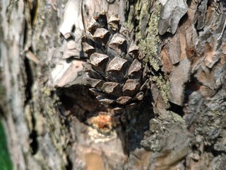 Pine cone close view nature background. Pine forest