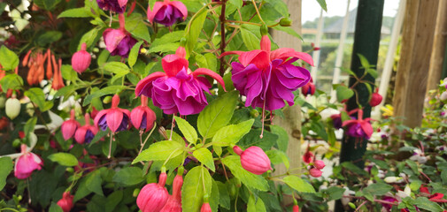 Pretty fuchsias deep purple and pink.  Green foliage.  In an old fashioned greenhouse.  Fuchsia × standishii