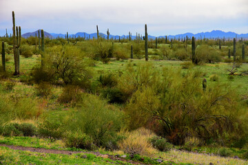 Sonora Desert Arizona Picacho Peak State Park