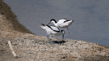Recurvirostra avosetta - Pied Avocet - Avocette élégante