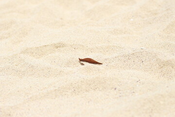 dry leaves in the middle of the beach