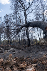 Forest fire area under extinguishing work