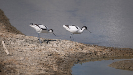 Recurvirostra avosetta - Pied Avocet - Avocette élégante