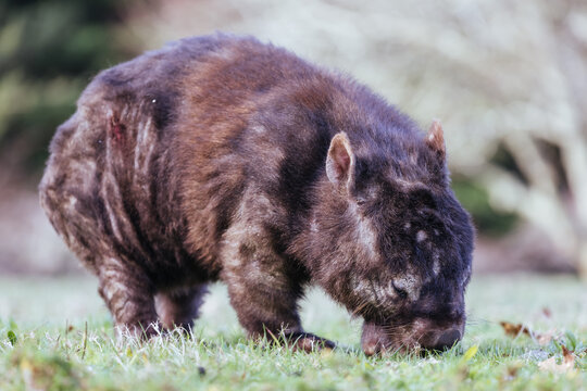 Sick Wombat with Mange in Australia