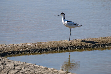 Recurvirostra avosetta - Pied Avocet - Avocette élégante