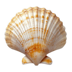 Obraz premium Scallop Shell Isolated on Transparent Background, Ideal for Marine and Nautical Theme Projects