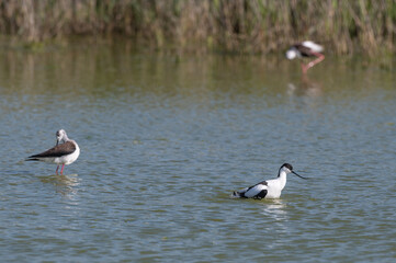 Recurvirostra avosetta - Pied Avocet - Avocette élégante