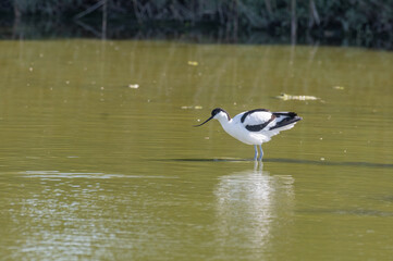 Recurvirostra avosetta - Pied Avocet - Avocette élégante