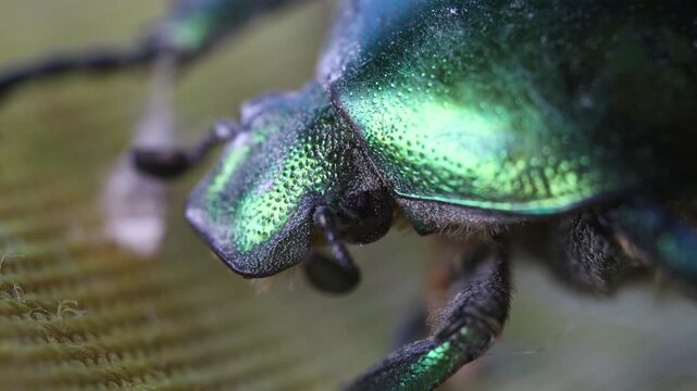 June bug, green bug ultra macro view, extreme close up, Green beetle, beetle head movement, Cotinis nitida insect