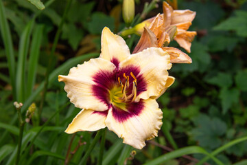Fleur d’hémérocalle ou lys d'un jour	