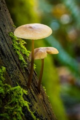 Duo De Champignon En Forêt 
