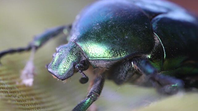 June bug, green bug ultra macro view, extreme close up, Green beetle, beetle head movement, Cotinis nitida insect