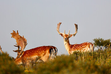 Deer in The Amsterdamse Waterleidingduinen in Duizendmeterweg, Bentveld. Sand-dune nature reserve...