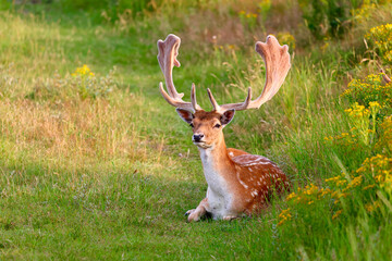 Deer in The Amsterdamse Waterleidingduinen in Duizendmeterweg, Bentveld. Sand-dune nature reserve...