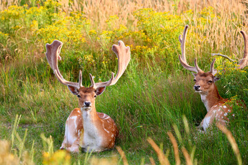 Deer in The Amsterdamse Waterleidingduinen in Duizendmeterweg, Bentveld. Sand-dune nature reserve with a trail network, visitor center and habitat for foxes and fallow deer. Bentveld, Netherlands. 