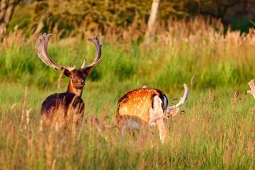 Deer in The Amsterdamse Waterleidingduinen in Duizendmeterweg, Bentveld. Sand-dune nature reserve...