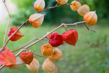 a growing physalis. Yellow and green seed pods of flowering lanterns