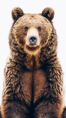 Obraz premium brown bear.