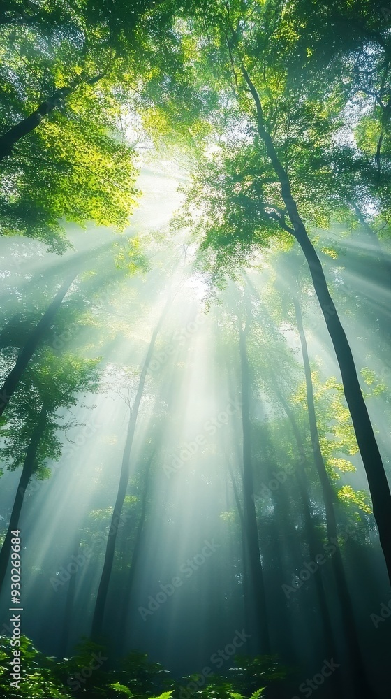 Poster a hyper-lapse of a dense forest with sunlight filtering through the trees, as shadows shift and leav