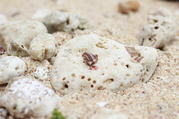 shells on coral rocks and beach sand.