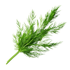 Fototapeta premium Top view of a fresh green dill sprig with feathery fronds, isolated on a transparent background 
