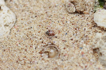 sea ​​shells on the beach.