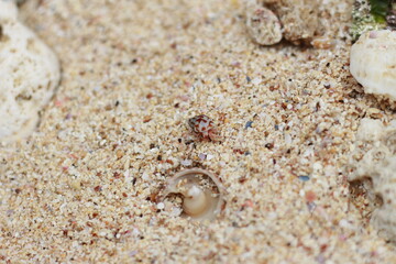sea ​​shells on the beach.