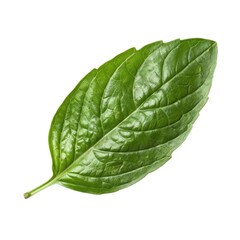 Obraz premium Top view of a green basil leaf with its intricate veins and fresh texture, isolated on a transparent background 